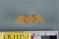 藏品(斑點擬相手蟹)的圖片